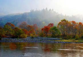 野馬攤紅樹林