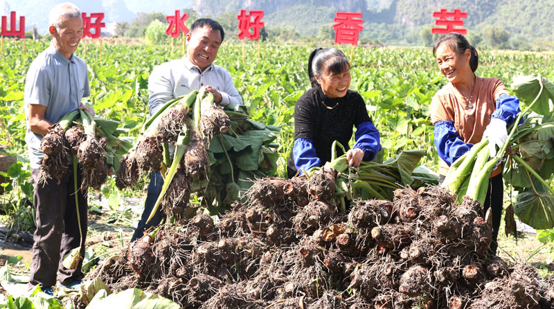 香芋大豐收
