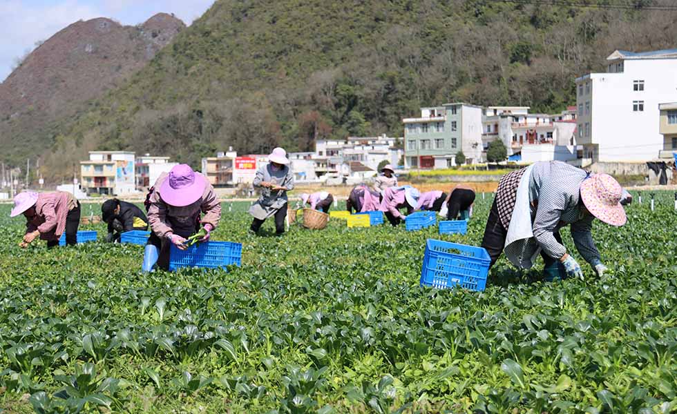 脫貧戶在樂(lè)業(yè)高山蔬菜產(chǎn)業(yè)園里收割蔬菜