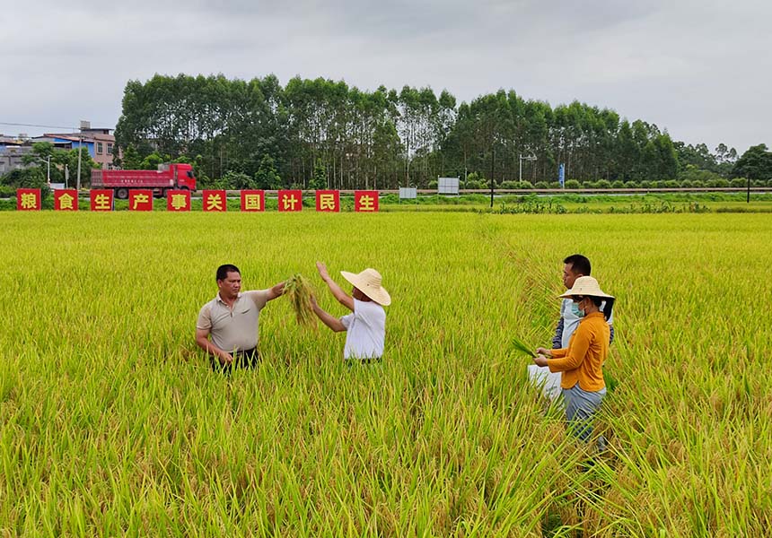 欽州市靈山縣那隆鎮(zhèn)茶子村早稻高產(chǎn)示范測(cè)產(chǎn)現(xiàn)場(chǎng)。靈山縣農(nóng)業(yè)農(nóng)村局供圖