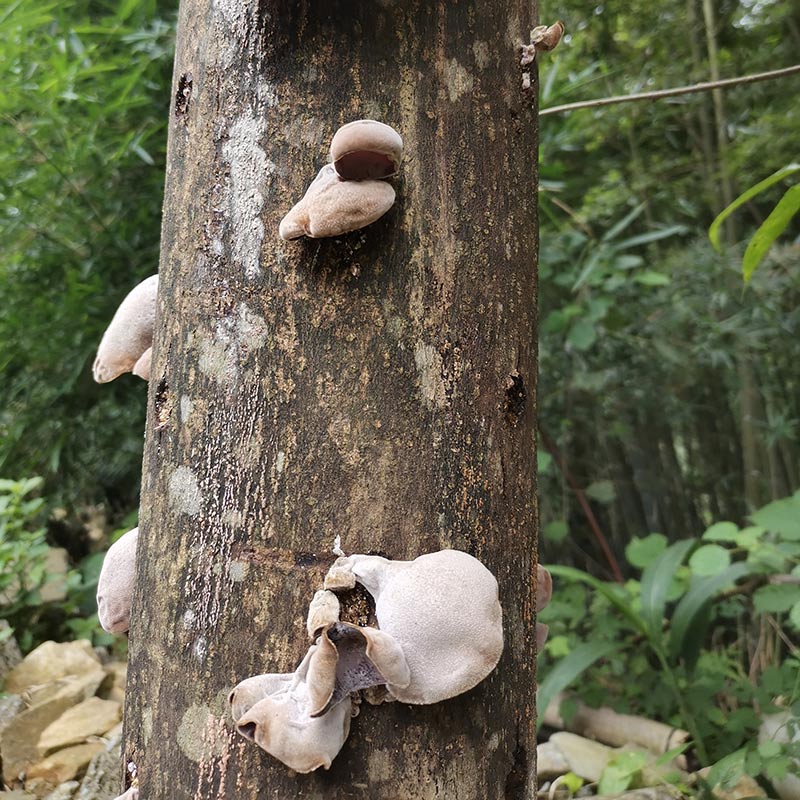 七沖瑤木頭木耳