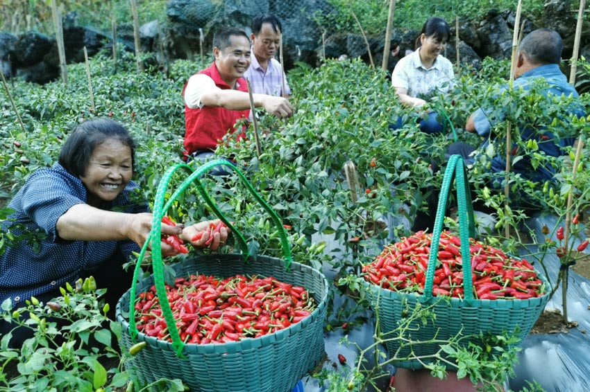 在廣西都安瑤族自治縣菁盛鄉(xiāng)登立村，當(dāng)?shù)厝罕娫诓烧苯贰? ><div   id=