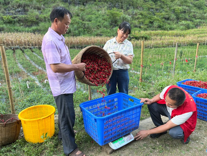 辣椒喜獲豐收。