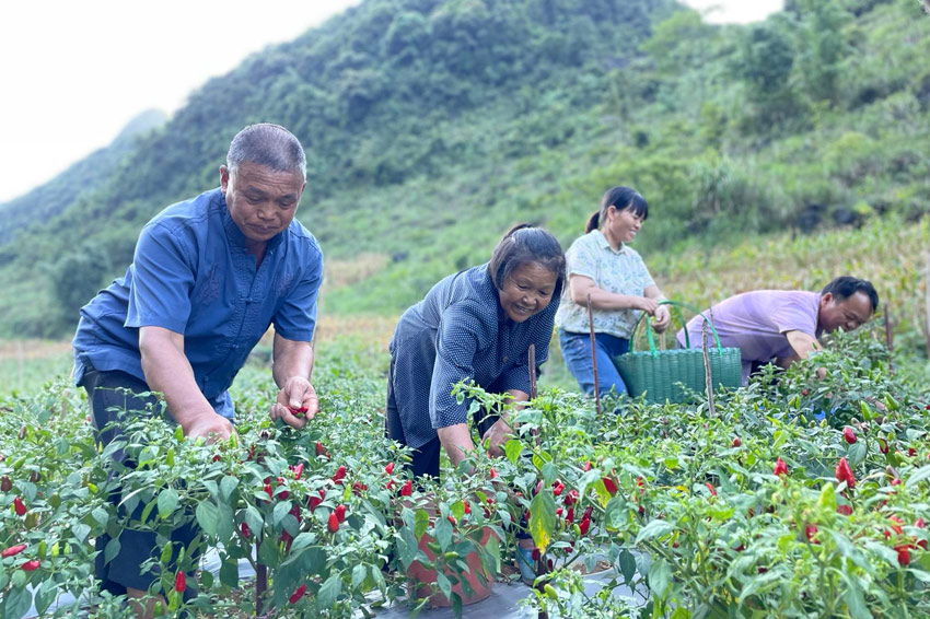 在廣西都安瑤族自治縣菁盛鄉(xiāng)登立村，當(dāng)?shù)厝罕娫诓烧苯贰? ><div   id=