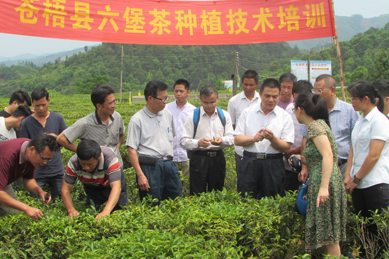 茶葉產(chǎn)業(yè)化發(fā)展科技創(chuàng)新團(tuán)隊(duì)在蒼梧縣六堡鎮(zhèn)開展茶葉栽培技術(shù)培訓(xùn)。