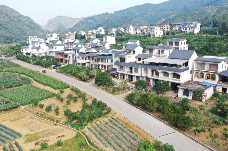 百色市田陽(yáng)砂糖橘產(chǎn)業(yè)路。