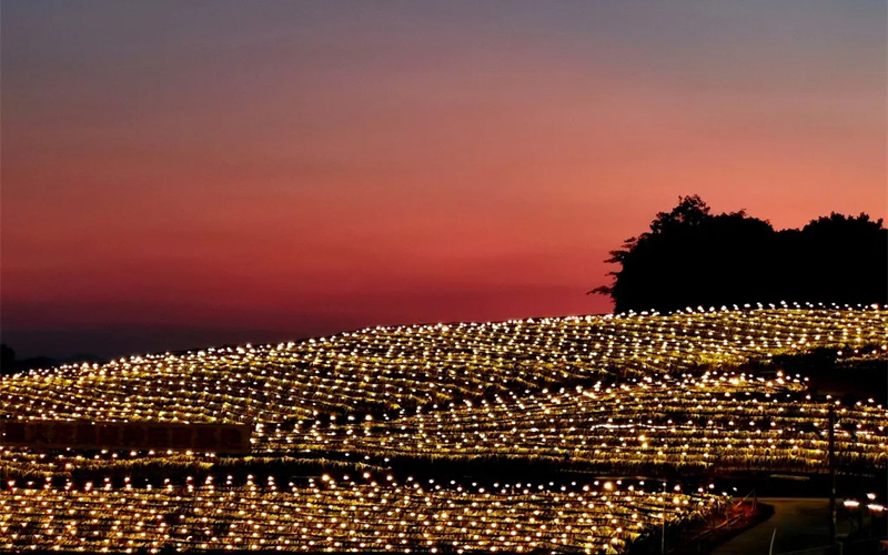 金穗火龍果夜景。