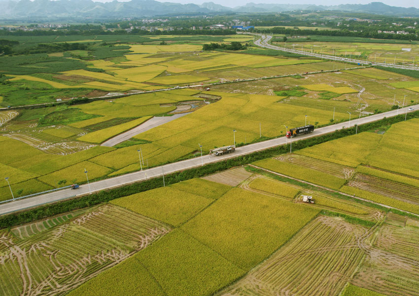 7月6日，在G322線K2283-K2284路段，豐收在望的金黃色稻田與周邊道路等景致交相呼應(yīng)，勾勒出一幅美麗的鄉(xiāng)村田園畫卷。