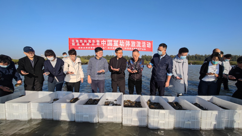 北部灣大學(xué)科研團(tuán)隊(duì)參加中華鱟幼體放流活動。