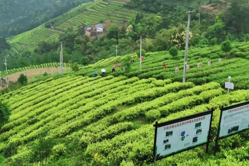 4.桂林煙草參與建設(shè)的恭城瑤族自治縣大江村智慧茶園項目
