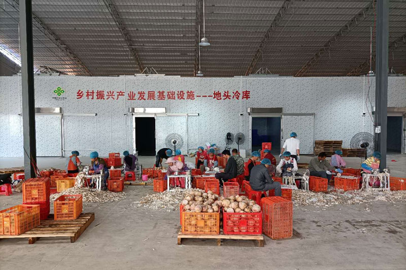 圖為蓮花供銷社地頭冷庫農(nóng)產(chǎn)品加工現(xiàn)場