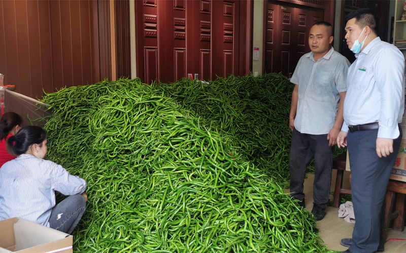 農(nóng)業(yè)銀行欽州郊區(qū)支行做好辣椒種植產(chǎn)業(yè)一條龍服務。