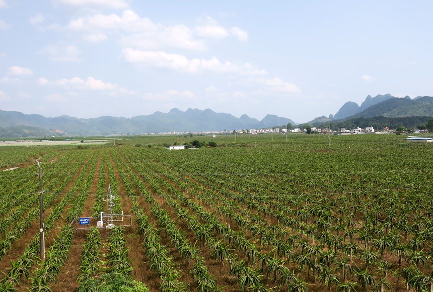 植物所主導(dǎo)研發(fā)的人工誘導(dǎo)植被恢復(fù)技術(shù)體系，形成以火龍果種植為主的特色生態(tài)產(chǎn)業(yè)模式，成為科技部向全國(guó)巖溶石漠化地區(qū)推廣的“果化模式”