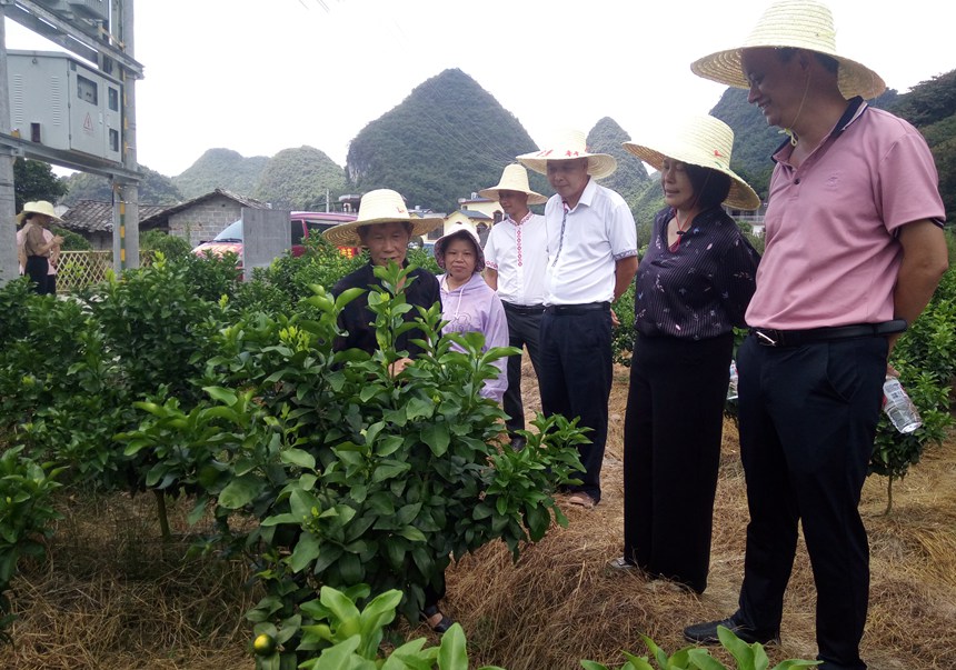 恭城瑤族自治縣人大常委會(huì)調(diào)研組深入觀音鄉(xiāng)觀音村調(diào)研產(chǎn)業(yè)振興工作