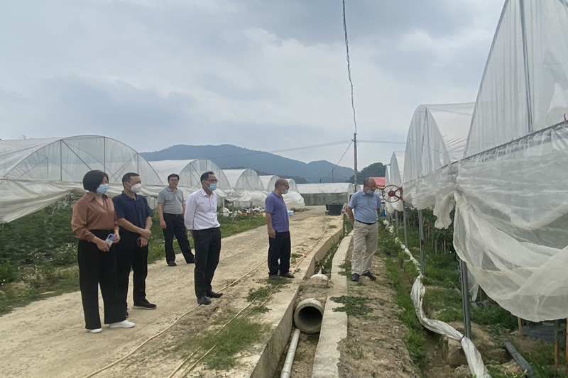 在大棚蔬菜基地調(diào)研。