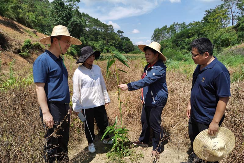 鄒滿麗局長、劉遠平副局長到金康村調(diào)研