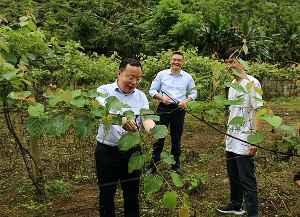 自治區(qū)土地儲備中心主任莫紹乾、巴馬縣委常委曾文波同志到毛葡萄基地調(diào)研