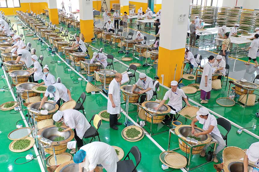 參賽選手在參加制茶實(shí)操比賽。龔普康攝