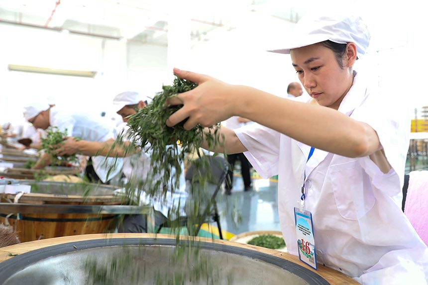 一名參賽選手在參加制茶實操比賽。龔普康攝