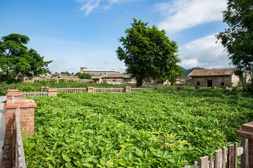 房前屋后的菜園，綠意盎然