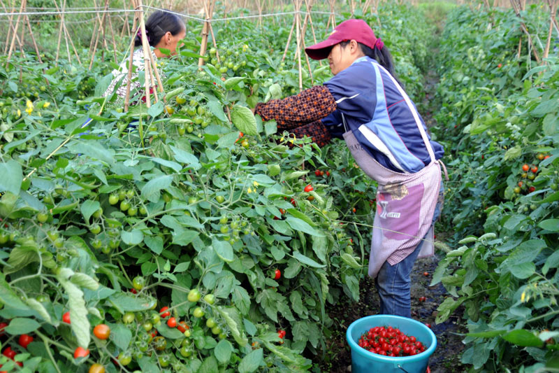 靖西市化峒鎮(zhèn)小番茄大豐收。
