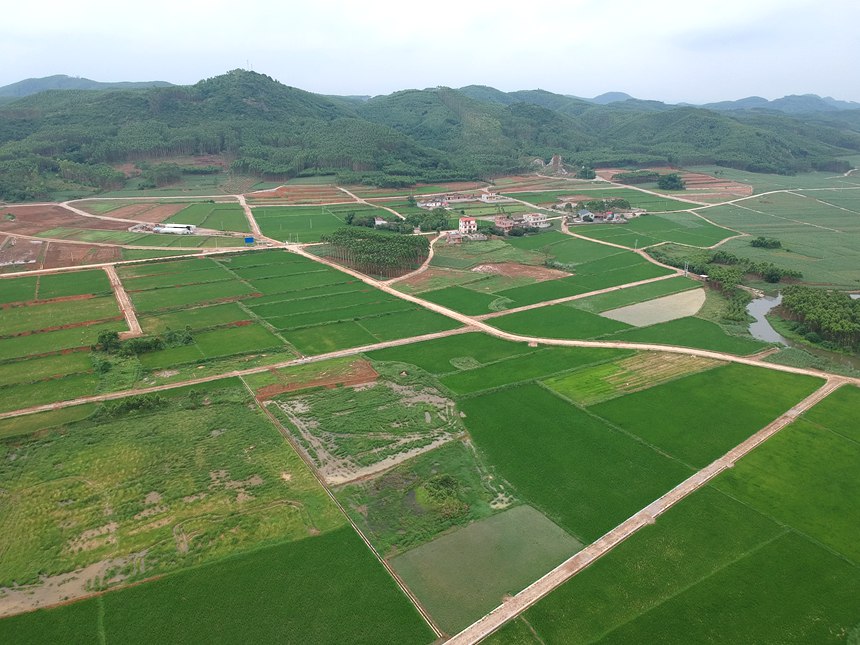 航拍南泗鄉(xiāng)讀村片區(qū)已種植地塊