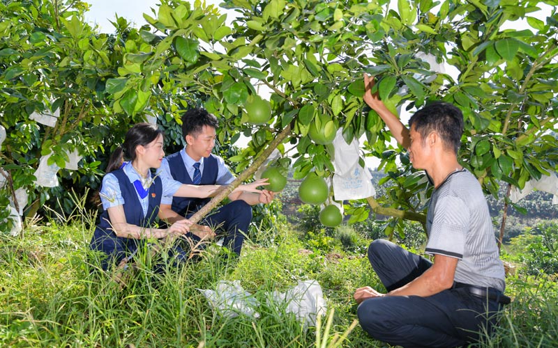 廣西北部灣銀行青年突擊隊(duì)到果場(chǎng)查看沙田柚長(zhǎng)勢(shì)。