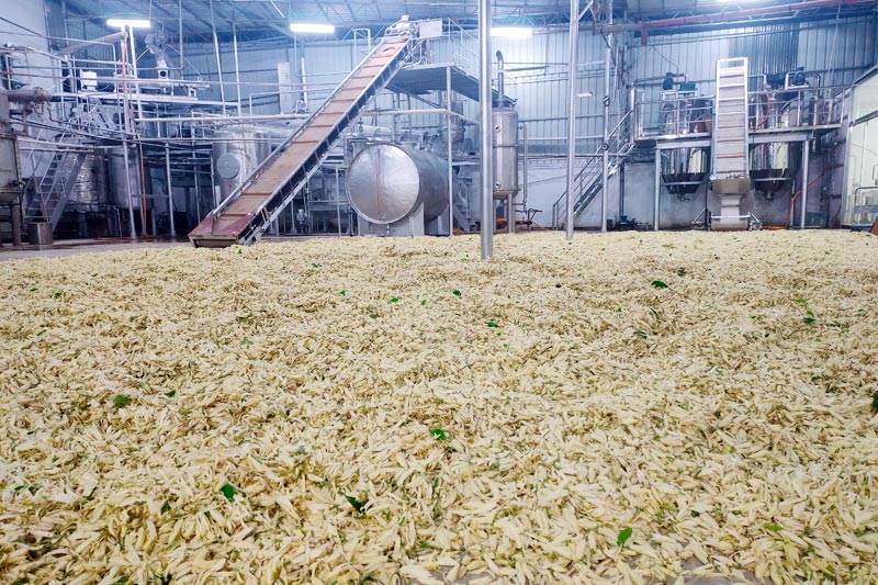 新橋村茉莉花精深加工產(chǎn)業(yè)。
