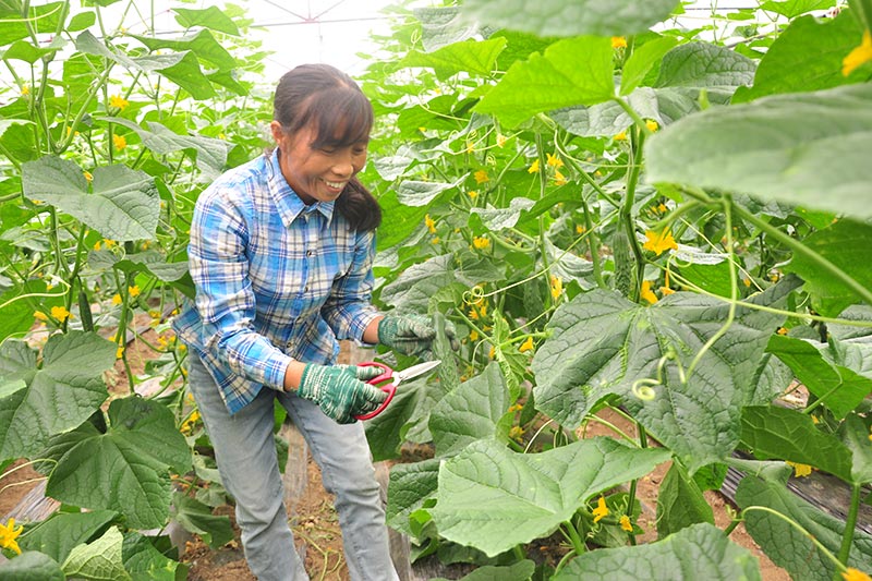 大力發(fā)展果蔬大棚等設(shè)施規(guī)模化產(chǎn)業(yè)，種植青瓜、哈密瓜、辣椒、西紅柿等農(nóng)作物。