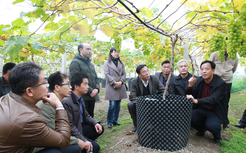 葡萄產(chǎn)業(yè)園。