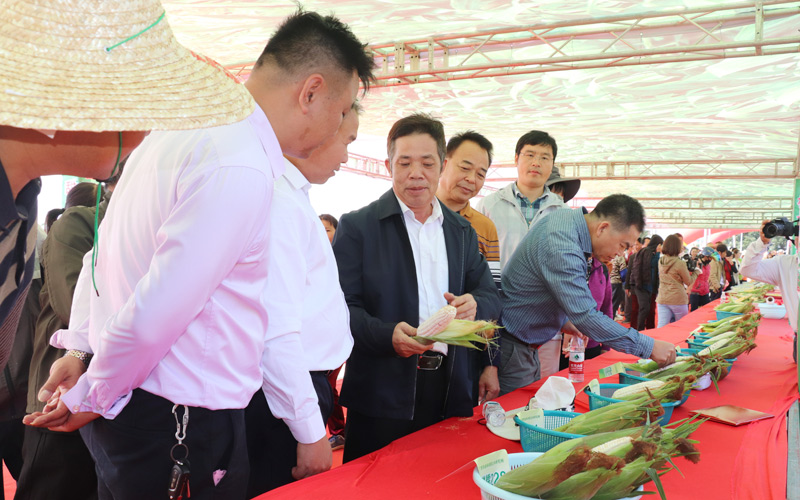 甜玉米豐收節(jié)活動現(xiàn)場。