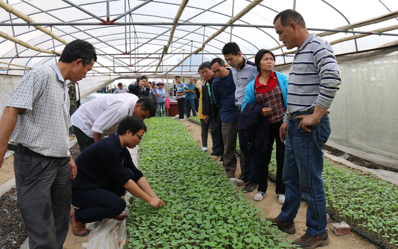 查看哈密瓜生長(zhǎng)情況。