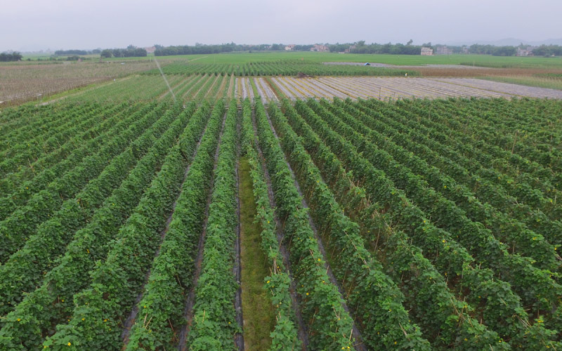 蔬菜示范基地。