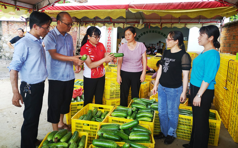 毛節(jié)瓜喜獲豐收。
