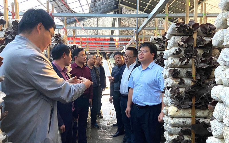 利用當(dāng)?shù)刎S富的竹業(yè)資源發(fā)展食用菌產(chǎn)業(yè)。