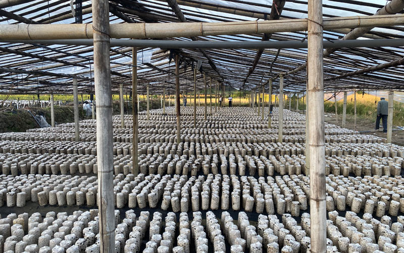 棚內(nèi)栽培食用菌。