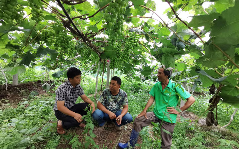 鄉(xiāng)村振興科技特派員劉金標(biāo)到東蘭縣武篆鎮(zhèn)東里村葡萄園開展技術(shù)指導(dǎo)。