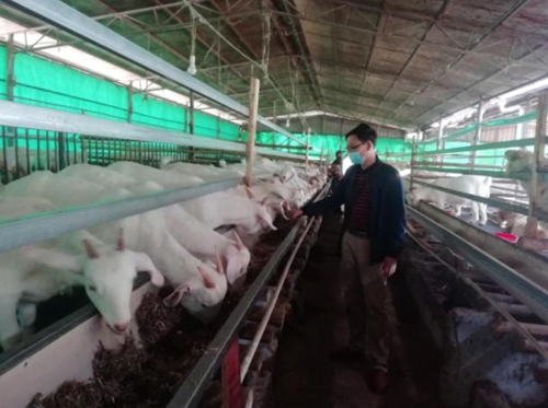 羊正在吃著草料。