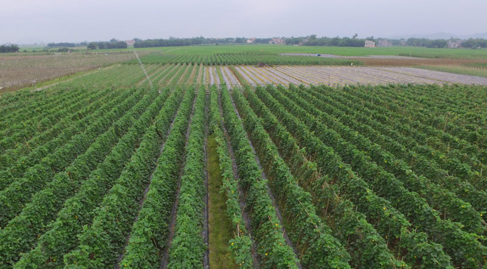 賀州市八步鋪門鎮(zhèn)：打造全產(chǎn)業(yè)鏈供港蔬菜基地賀州市八步區(qū)鋪門鎮(zhèn)擁有“萬畝供粵港澳蔬菜基地”，形成了以笛口村、福塔村、興華村、八俊村、龍桂村、南華村等為中心的蔬菜種植村。