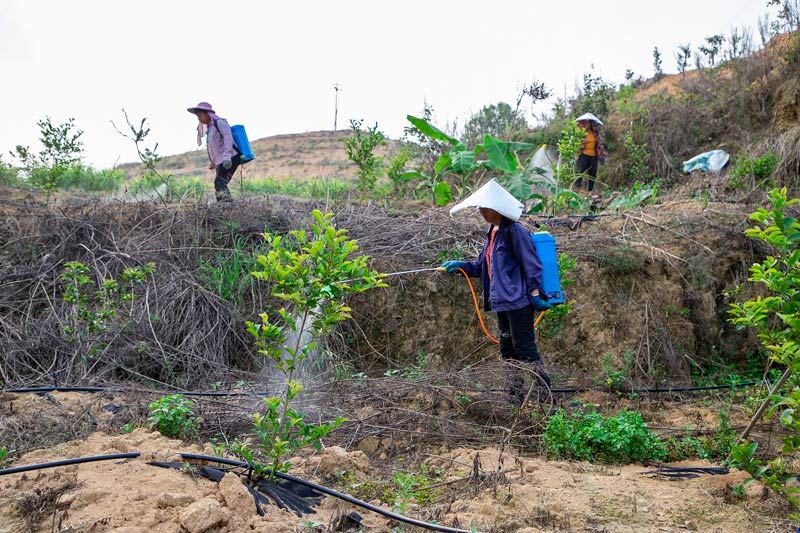 工人在護(hù)理香花油茶（玉案攝影）
