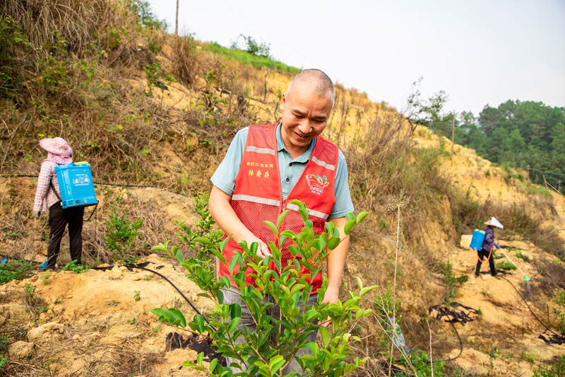 駐村工作隊(duì)員陸壽存在香花油茶基地指導(dǎo)工作2  玉案攝影