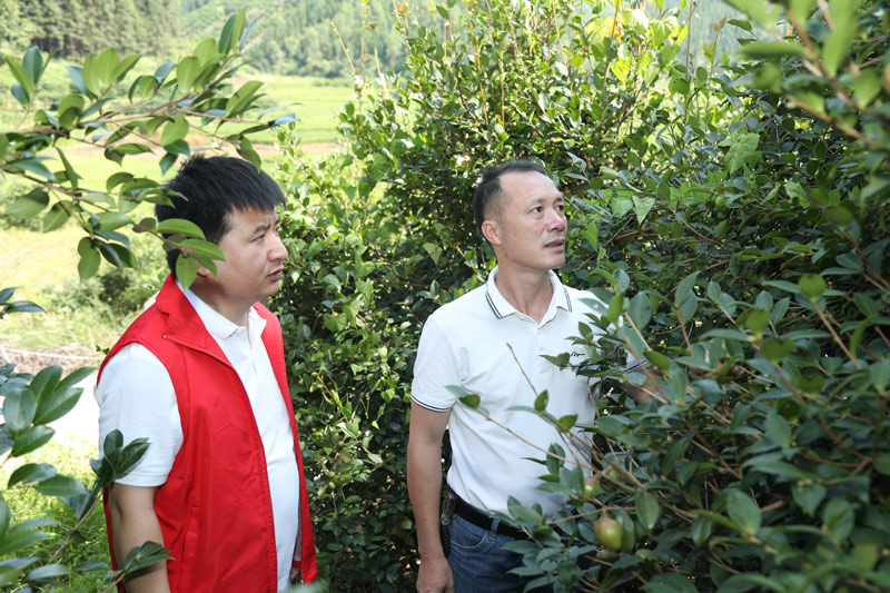 河池學(xué)院定點(diǎn)幫扶村五圩村油茶產(chǎn)業(yè)。