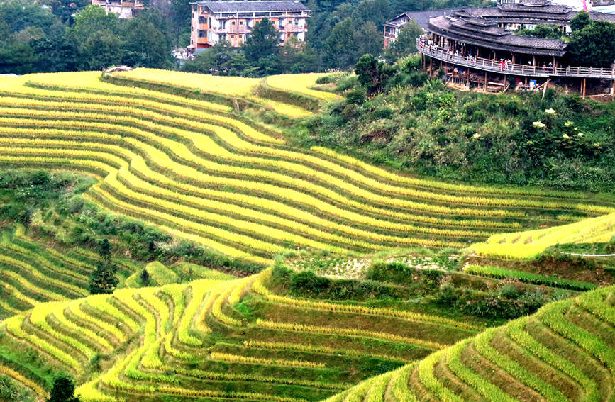 美麗的龍勝龍脊梯田。