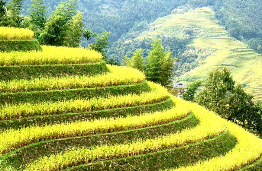 金黃色的稻谷鋪滿(mǎn)整個(gè)梯田。
