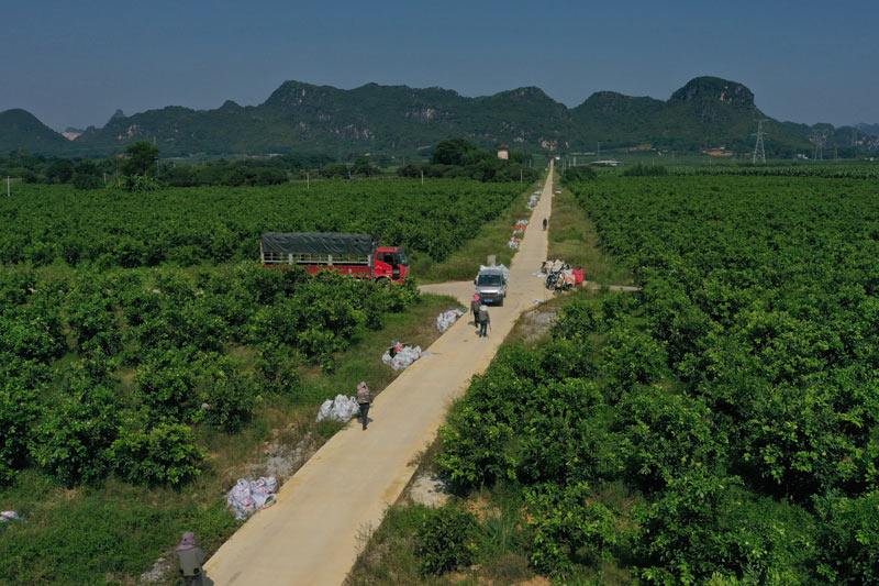 果農(nóng)們正在搬運青柚（黎業(yè)珍攝）