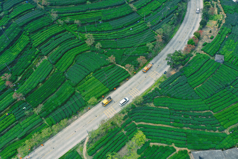 241國道穿過昭平縣西坪茶園的路（潘建川 攝） (1)
