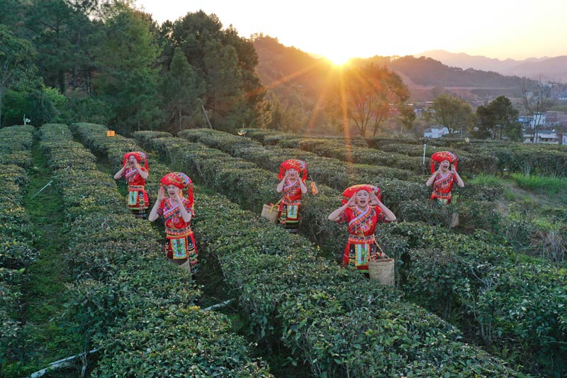 采茶姑娘們，身挎?zhèn)€小巧的竹簍，穿梭在茶樹之間。