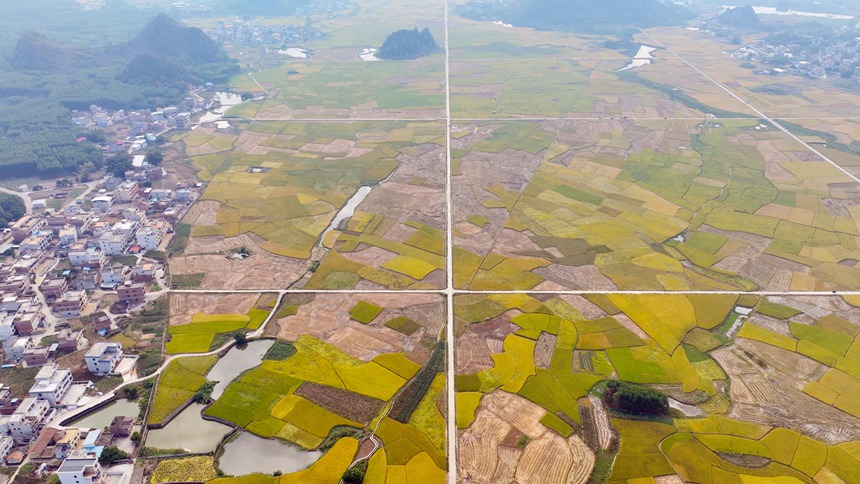 覃塘區(qū)水稻產(chǎn)業(yè)聯(lián)營體示范基地。