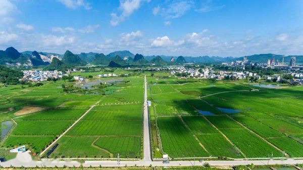 柳南區(qū)太陽村鎮(zhèn)千畝標(biāo)準(zhǔn)化稻螺示范基地。