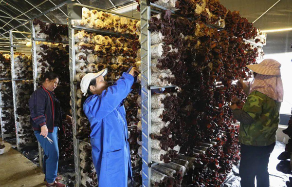 柳南區(qū)太陽村鎮(zhèn)四合村木耳生產(chǎn)基地采摘場景。